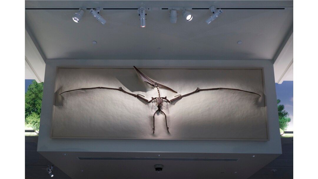 Pemeran Pterosaurus, atau reptil terbang, terlihat di Museum Nasional Sejarah Alam Smithsonian selama pratinjau media "David H. Koch Hall of Fossils-Deep Time" di Washington, Selasa, 4 Juni 2019. (Foto: AP/Carolyn Kaster)