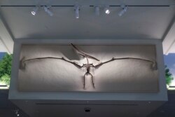 Pemeran Pterosaurus, atau reptil terbang, terlihat di Museum Nasional Sejarah Alam Smithsonian selama pratinjau media "David H. Koch Hall of Fossils-Deep Time" di Washington, Selasa, 4 Juni 2019. (Foto: AP/Carolyn Kaster)