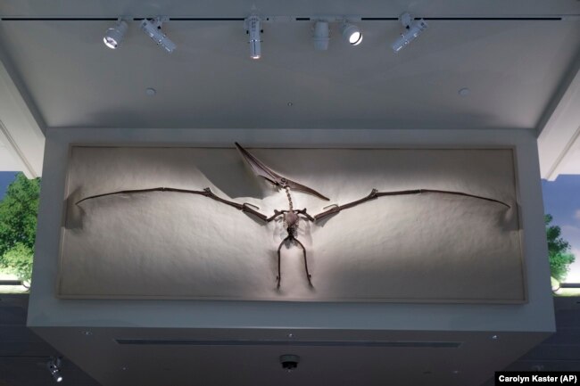 Pemeran Pterosaurus, atau reptil terbang, terlihat di Museum Nasional Sejarah Alam Smithsonian selama pratinjau media "David H. Koch Hall of Fossils-Deep Time" di Washington, Selasa, 4 Juni 2019. (Foto: AP/Carolyn Kaster)