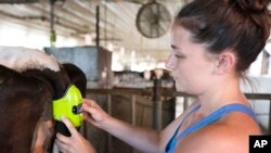 University of New Hampshire student Kayla Aragona attaches a device called Moocall to a pregnant cow named Magenta, Tuesday, July 19, 2016 in Durham, N.H. The sensor attached to their tails sends text alerts to help detect when they're in labor. (AP Photo