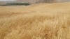 طالبان صادرات گندم را ممنوع کرد 