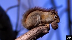 A red squirrel sits in a tree with an ample meal of a black walnut in his mouth in the state of Ohio, 2000. (AP Photo/Amy Sancetta)