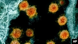 Stručnjaci su otkrili da virus opstaje na glatkim površinama pri temperaturi od 20 stepeni Celzijusa (Foto: NIAID/National Institutes of Health via AP) 