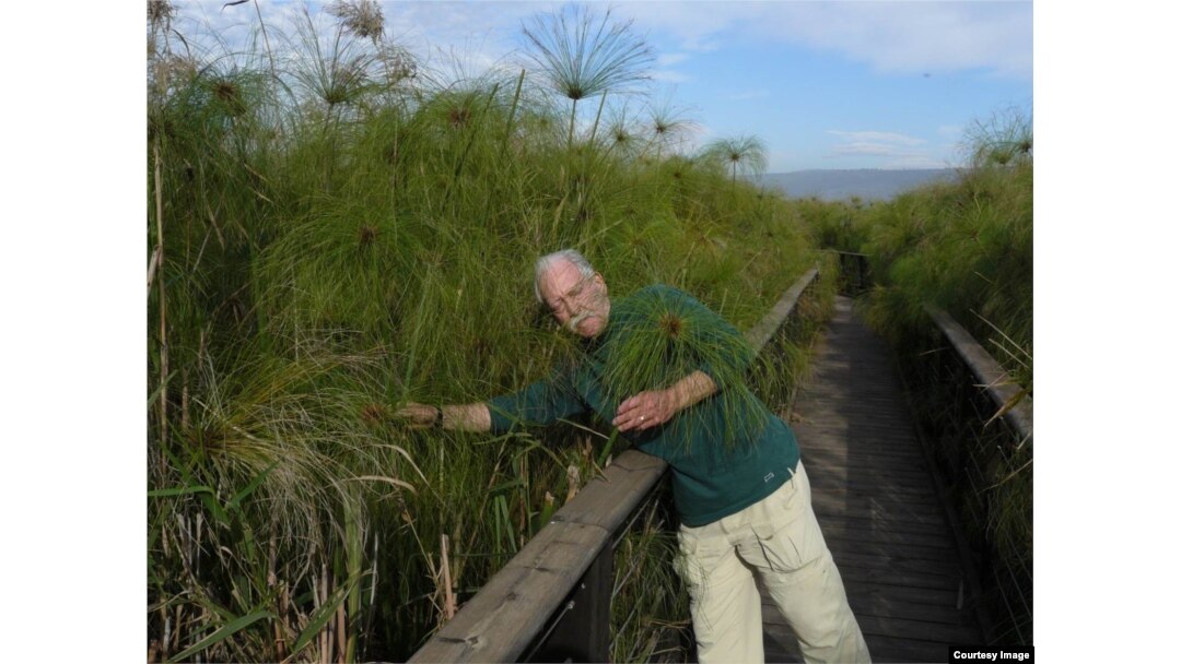 John Gaudet walks through a papyrus swamp in Israel in 2011. (Courtesy John Gaudet)