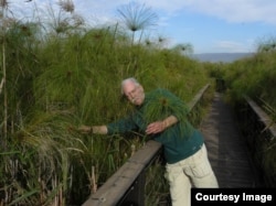 John Gaudet walks through a papyrus swamp in Israel in 2011. (Courtesy John Gaudet)