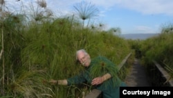 John Gaudet walks through a papyrus swamp in Israel in 2011. (Courtesy John Gaudet) 