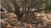 Mouse-sized Elephant Shrew Rediscovered in Africa