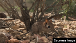 The first-ever photo of a live Somali Sengi for scientific documentation. (Photo by Steven Heritage, Duke University Lemur Center)