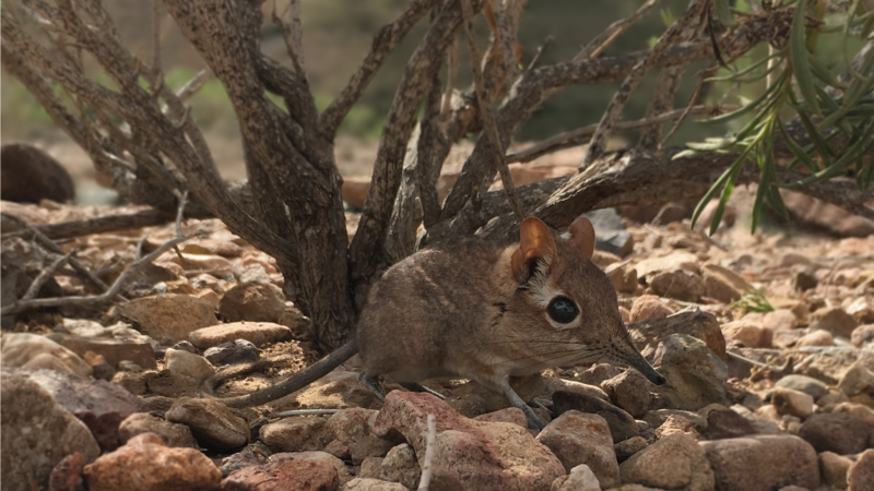 Mouse-sized Elephant Shrew Rediscovered in Africa