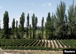 FILE - A vineyard is seen along a road in Mendoza, Argentina, Feb. 1, 2013.