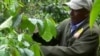 Le gouvernement kényan approuve la culture du coton OGM