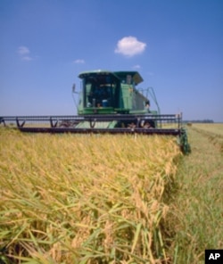 Looking at this harvester, you'd think this was a wheat field. It's rice, all right, gathered up in a wide pond that's been drained.