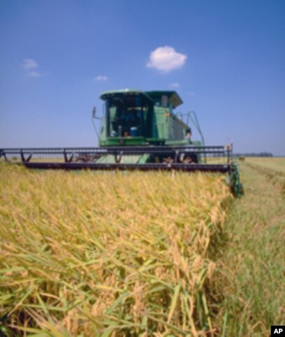 In Louisiana, Farmers Use Rice Fields as Crayfish Ponds - The New