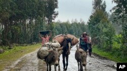 ካብ ጭና ተክለሃይማኖት ወረዳ ዳባት ዝተመዛበሉ