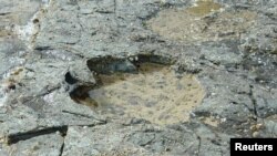 A sauropod footprint discovered at Brothers' Point on the Isle of Skye in Scotland is seen in this undated photograph supplied by Edinburgh University, April 2, 2018. 