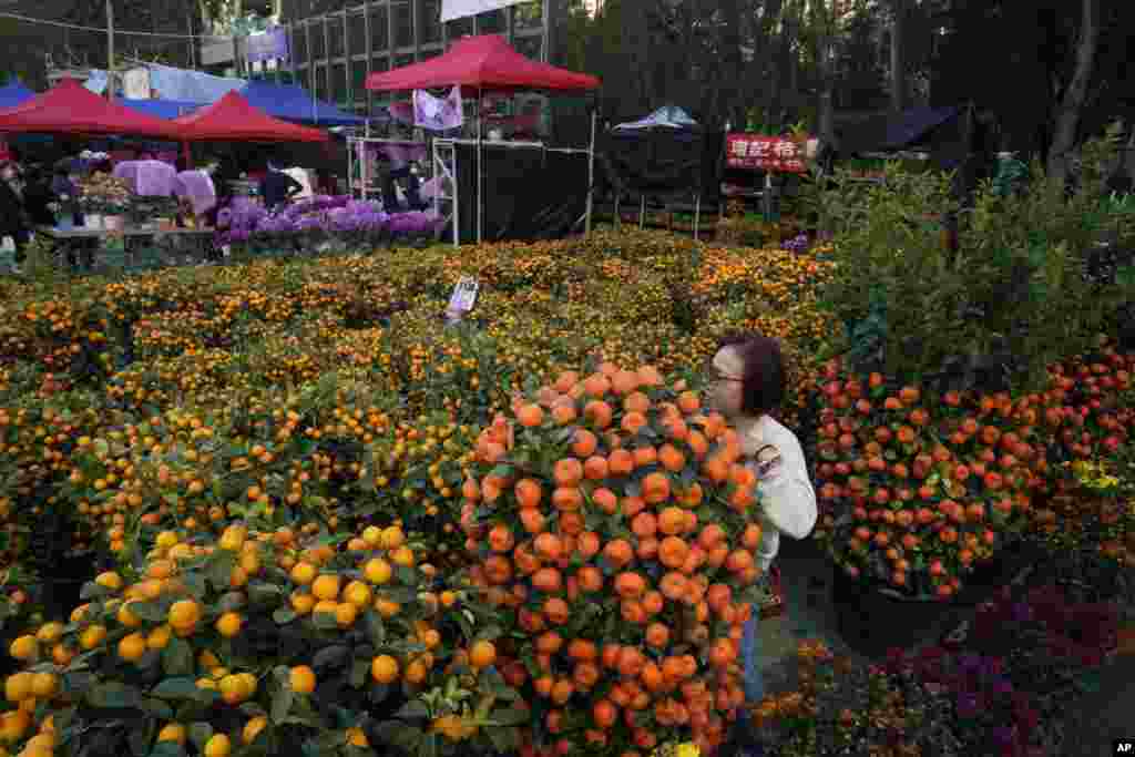 A woman takes a selfie with a citrus tree at the flower markets in Victoria Park of Hong Kong, Feb. 6, 2021.
