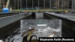 Salmon on display at a fishtank on the Quinault Indian Reservation in Washington state.