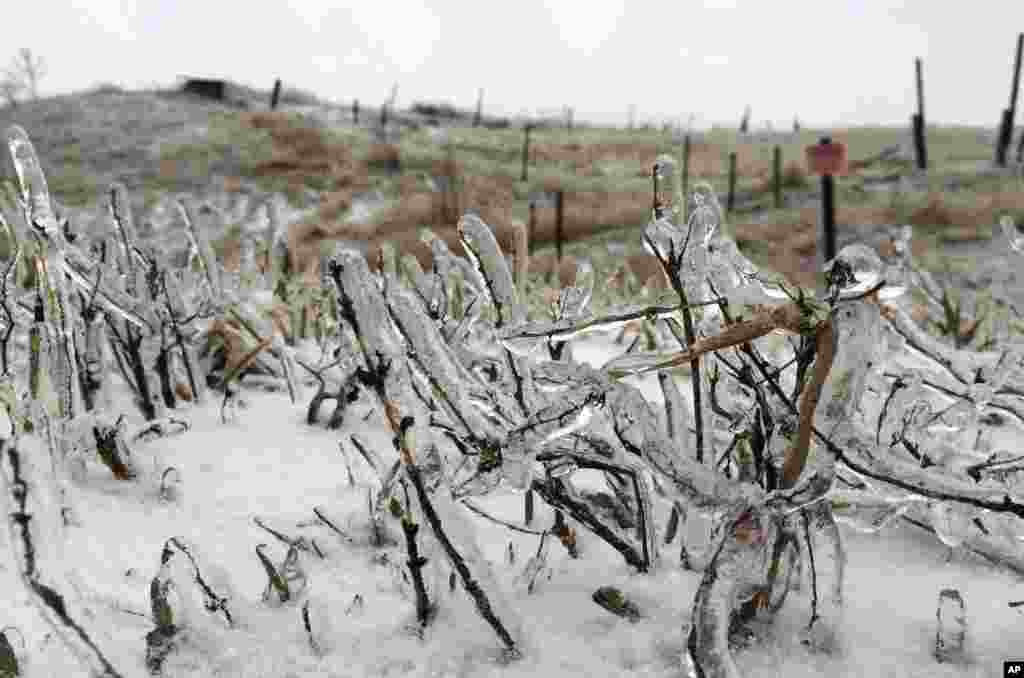 Ice forms on ground cover in rural Vienna, Wisconsin, USA. A winter storm warning is in effect for most of central Wisconsin and a winter weather advisory is in effect for the southern portion of the state.