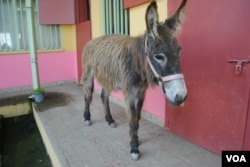 A donkey awaits care in Donkey Sanctuary's free veterinary clinic in Addis Ababa, Ethiopia.