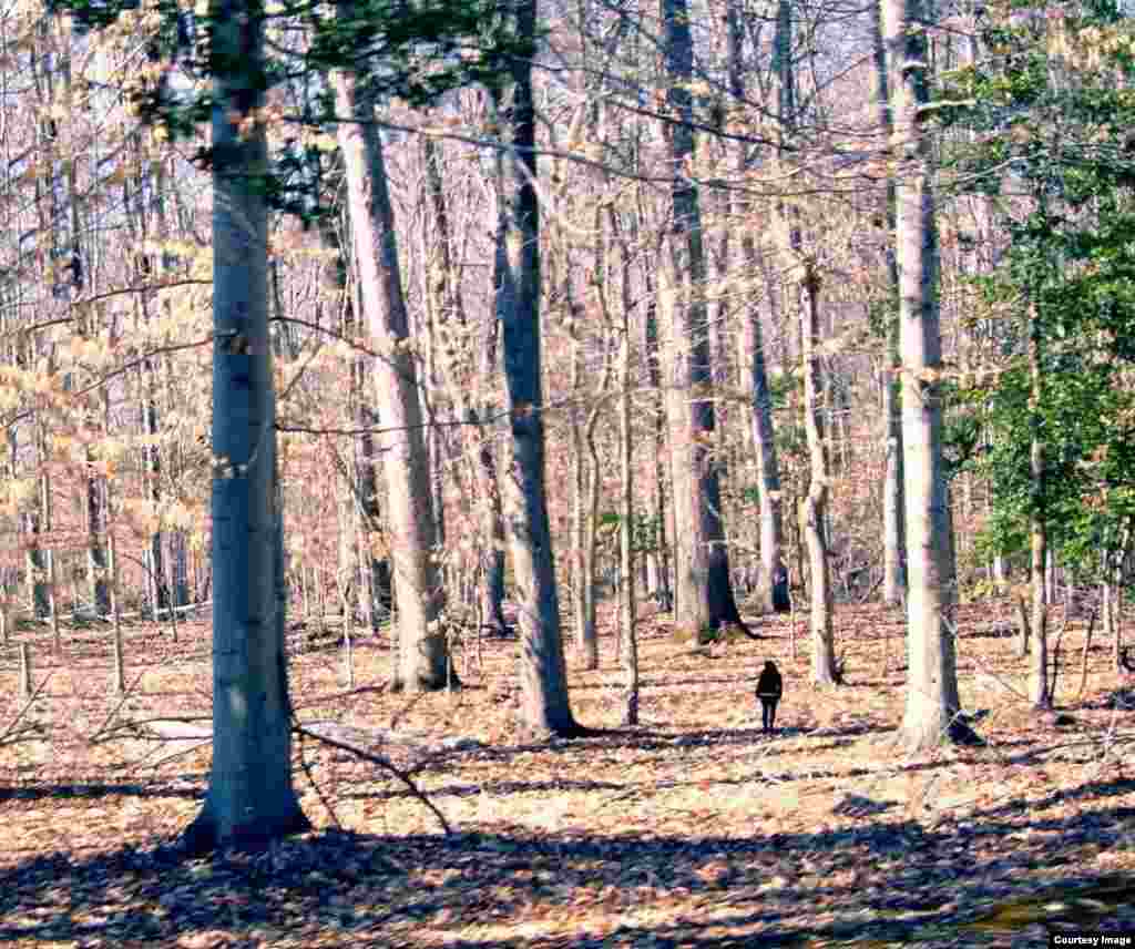 Seorang perempuan berjalan di hutan musim dingin di Taman Mason Neck, Virginia, AS.