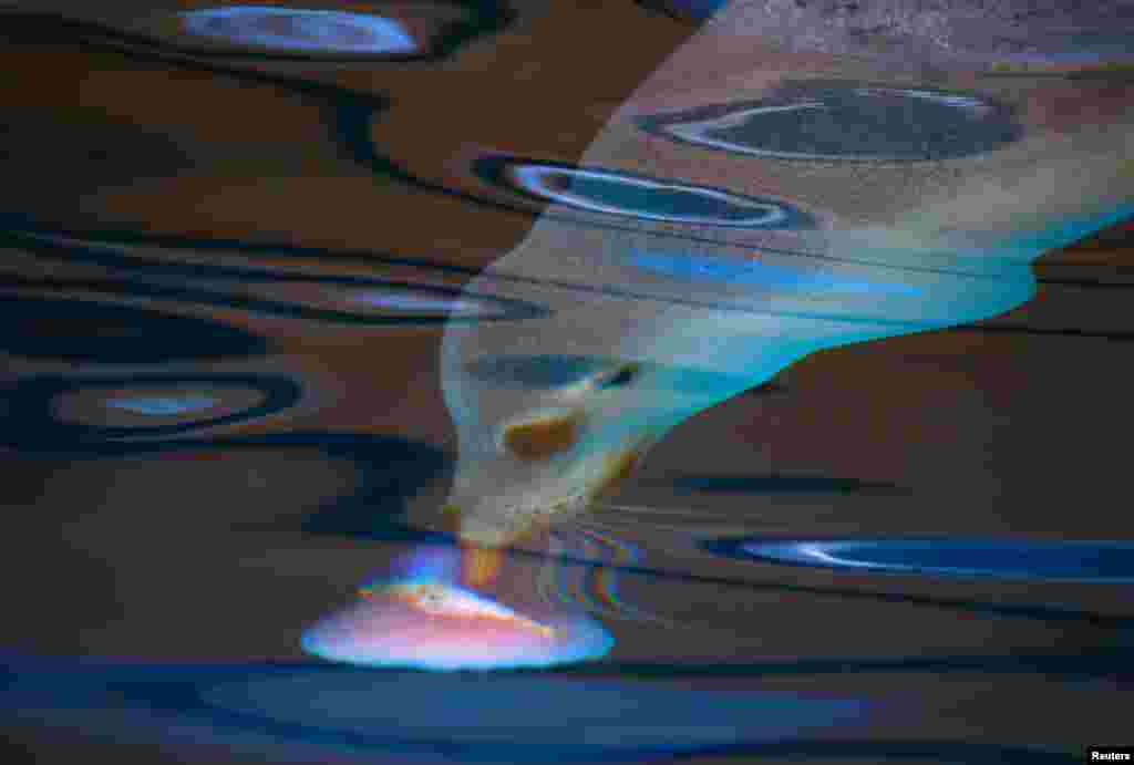 An Australia sea lion licks a frozen treat underwater that contains a fish during an annual Christmas event in which animals receive special food gifts at Sydney&#39;s Taronga Zoo in Australia.