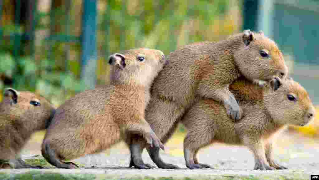 Young capybaras are seen in thier enclosure at the Hannover zoo, Germany.