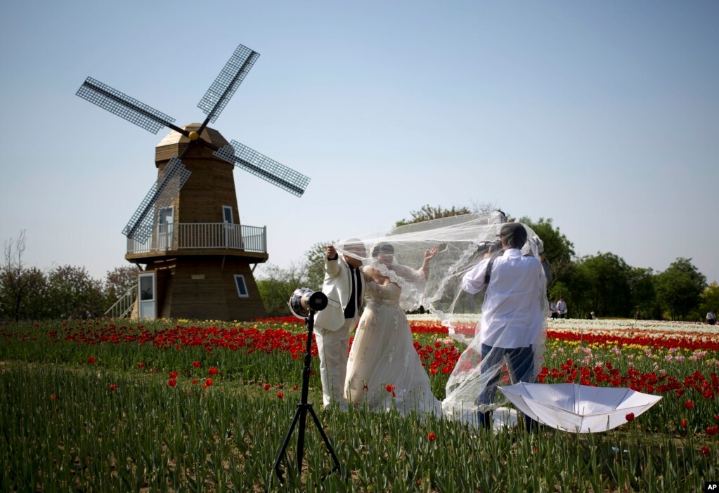 北京顺义的国际鲜花港，郁金香花田里，荷兰风车仿制品旁边，一对新人摆拍结婚照。