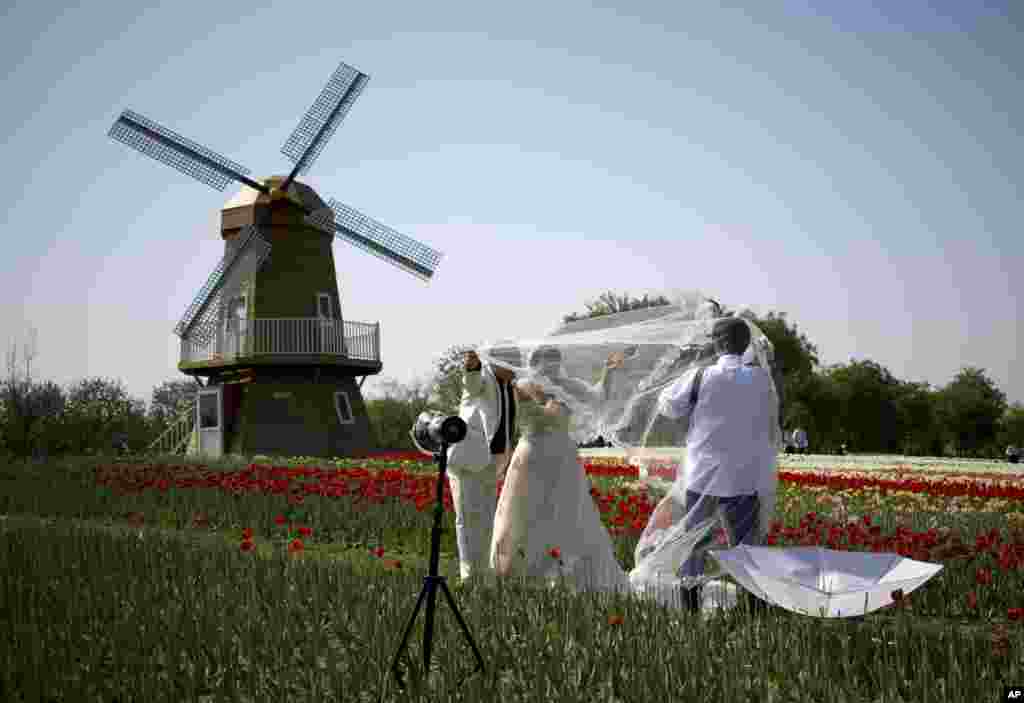 Sepasang pengantin baru berpose untuk foto pernikahan di sebuah taman bunga tulip, lengkap dengan replika kincir angin di Beijing, China.