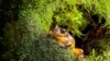 ‘Extinct’ Frog Rediscovered