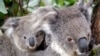 Australia's Native Species Under Threat