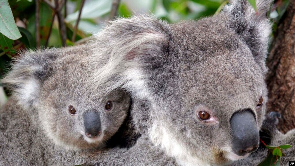 Maggie the koala, an animal native to Australia, climbs a tree with her offspring at Taronga Zoo in Sydney, Australia on September 1, 2011. (AP Photo/Rob Griffith, File)