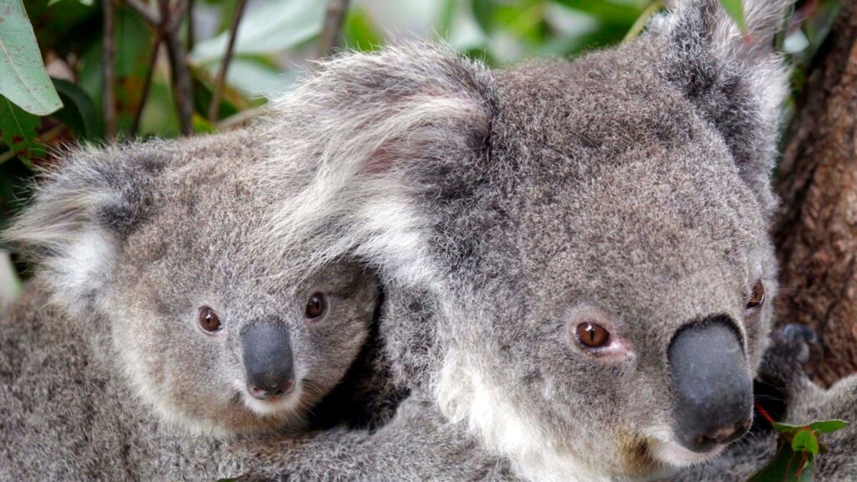 australia-s-native-species-under-threat