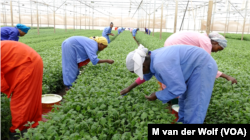 Workers at Maranque Plants are harvesting the cuttings produced for export in the Oromia region, Ethiopia.