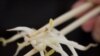 Bean Sprouts Confirmed as E. Coli Source