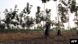 ຕົ້ນ​ຢາງ​ພາ​ລາ ຫາ​ກໍ​ຖືກ​ປູກ​ໃໝ່ໆ ຢູ່​ສວນ​ທີ່​ໄດ້​ຮັບ​ອະ​ນຸ​ຍາດ​ສຳ​ປະ​ທານ​ໃຫ້​ນັກ​ລົງ​ທຶນ ຫວຽດ​ນາມ. 24 ພະ​ຈິກ 2007.