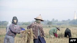 မြန်မာ့စပါးရိတ်ချိန် မြင်ကွင်း။ (ယခင်ပုံဟောင်း)