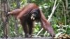 Anggota DPR: Pekerja Kelapa Sawit Tembak Orangutan, Ambil Dagingnya