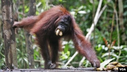 Anggota Dpr Pekerja Kelapa Sawit Tembak Orangutan Ambil