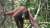 Orangutan Sumatera Dikhawatirkan Punah