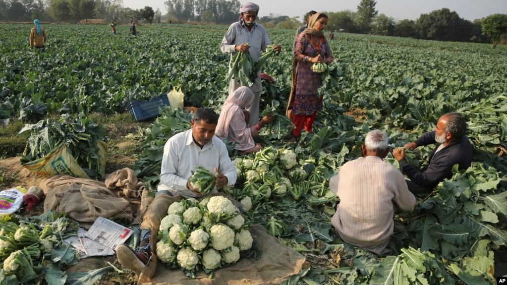 Farmer pack cauliflower after harvesting them from a field on the outskirts of Jammu, India, Wednesday, Nov. 24, 2021. (AP Photo/Channi Anand)