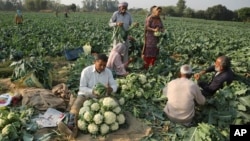 Farmer pack cauliflower after harvesting them from a field on the outskirts of Jammu, India, Wednesday, Nov. 24, 2021. (AP Photo/Channi Anand)