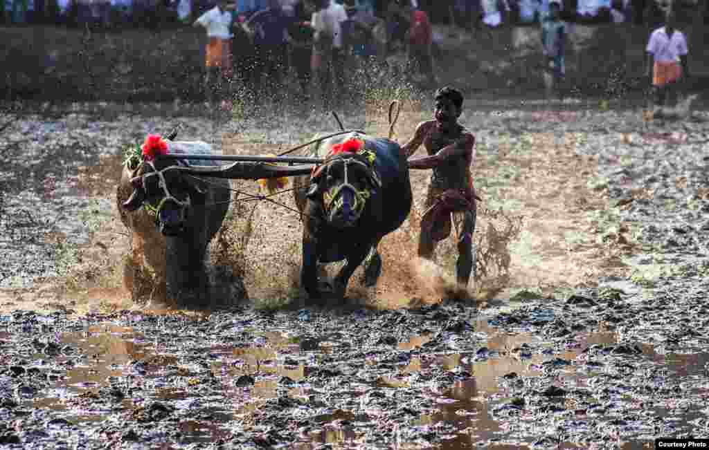 A participant takes part in a traditional south Indian bull-racing sport in the port city of Mangalore in the Indian state of Karnataka. (Photo by Rajarshi Chowdhury submitted to VOA Photo Contest)