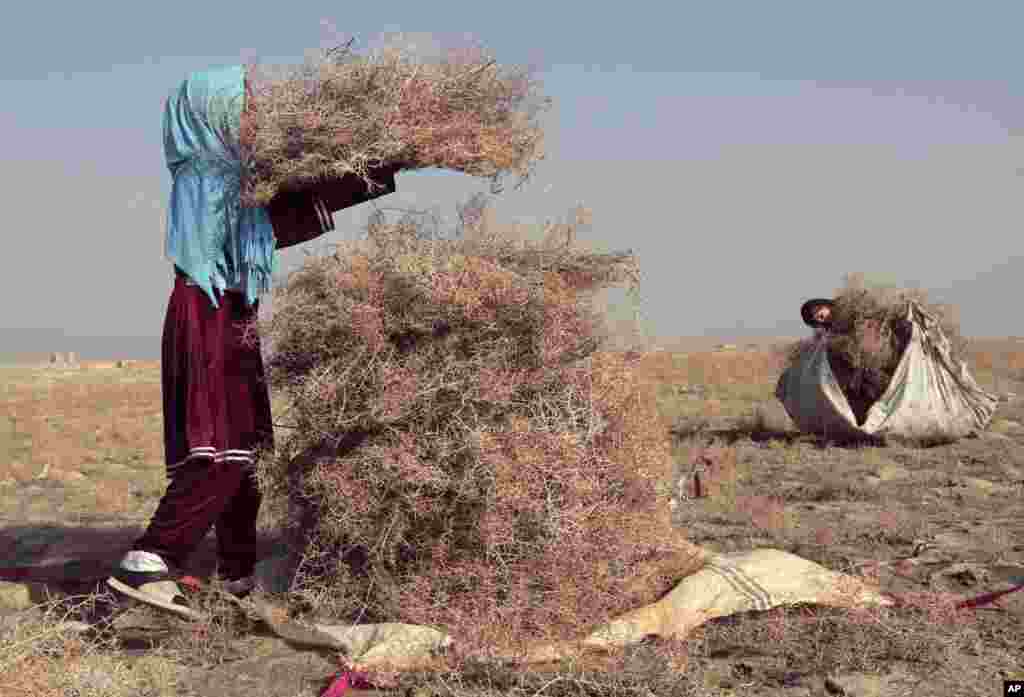 Dua gadis Afghanistan mengumpulkan duri-duri di kota Bagram, utara Kabul, yang akan dipakai untuk memasak dan membuat perapian