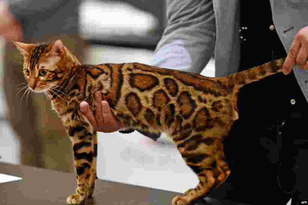 A Bengal cat is examined by a jury member at the World Cat show in Athens, Greece, March 29, 2015.