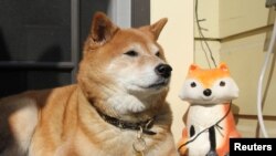 Shiba Inu