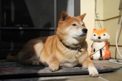 Mimi Owen, an 11 year-old Shiba Inu, takes a break from campaigning and lies on a porch in Oakland, California, U.S., October 28, 2020.