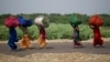  سندھ میں زرعی شعبے میں کام کرنے والی خواتین کے حقوق کا قانون کتنا موثر ہوگا؟