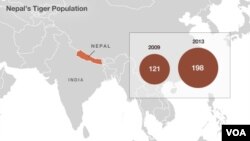 Royal Bengal tiger population in Nepal.