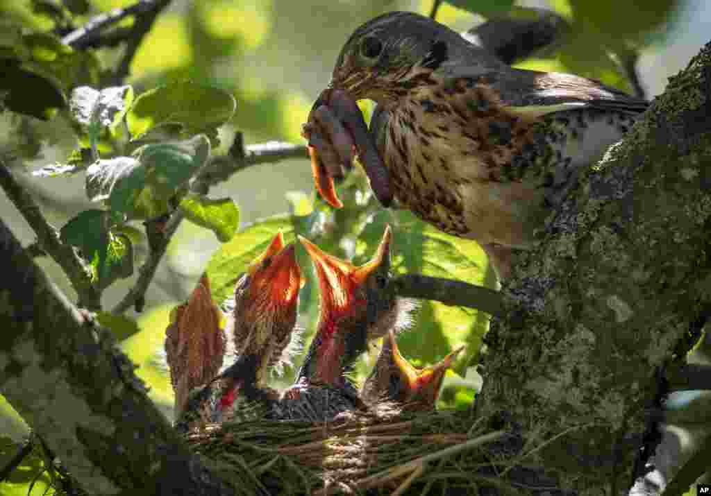 A catbird feeds its nestlings in a nest on an apple-tree in the village of Podolye, 70km (43 miles) East from St. Petersburg, Russia, June 14, 2020.