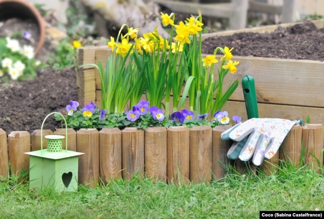 Daffodils in flower bed